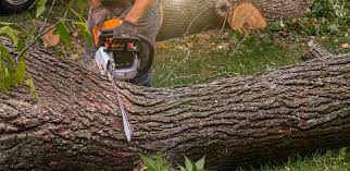 Best Tree Risk Assessment  in Centerville, IA